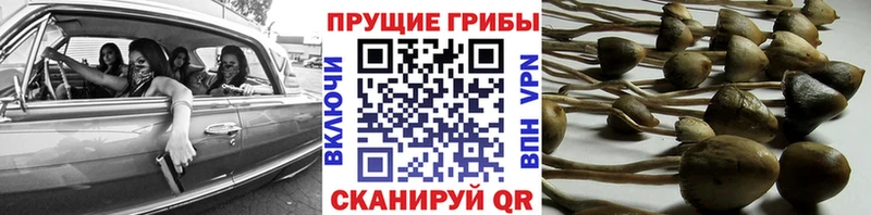 Псилоцибиновые грибы MAGIC MUSHROOMS  как найти   Цивильск 